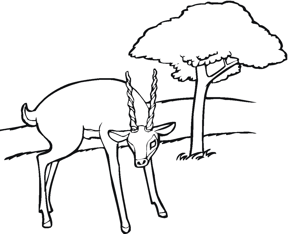 Antylopa, gazela, gnu kolorowanki
